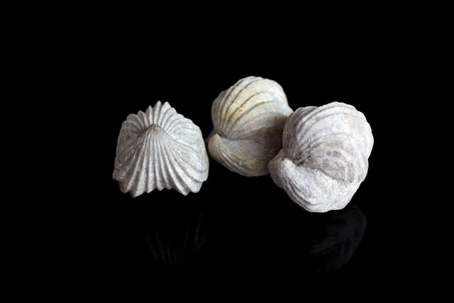 Fossilized Brachiopods