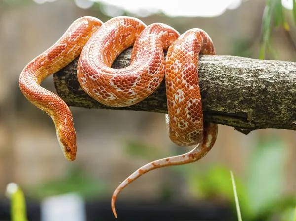 Corn Snake, a nonvenomous snake