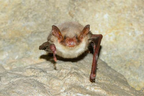 Greater mouse-eared bat