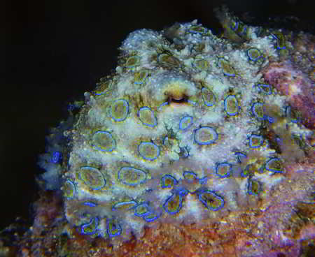 Blue-ringed Octopus, a blue-colored animal