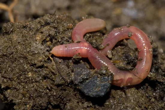 Earthworm
