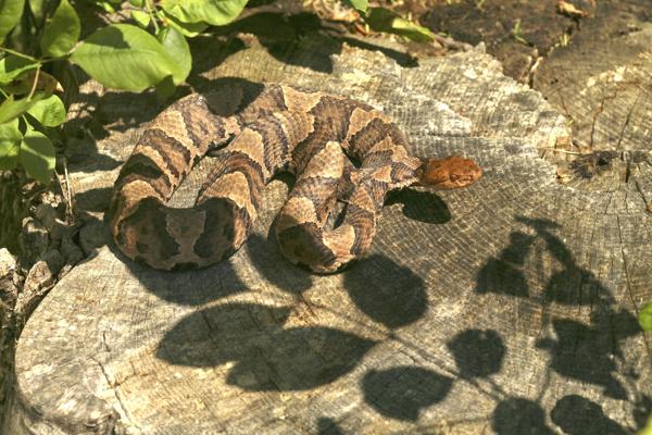 Northern copperhead snake camouflaged among fallen leaves