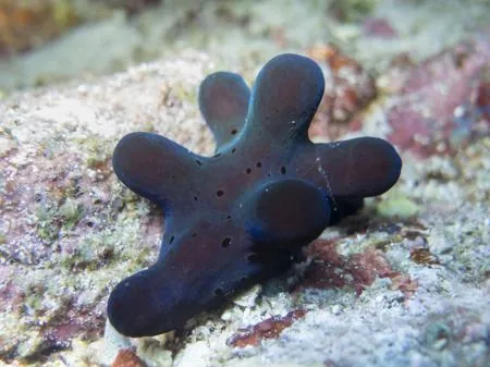 Black sea sponge