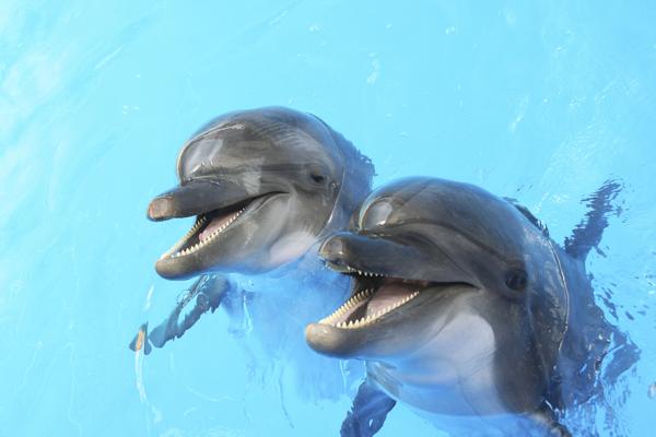 A dolphin leaping from the ocean