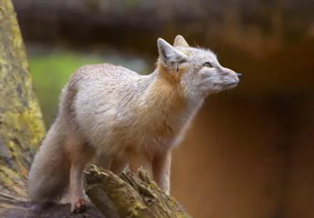 Corsac fox (Vulpes corsac) of the Central Asian steppe