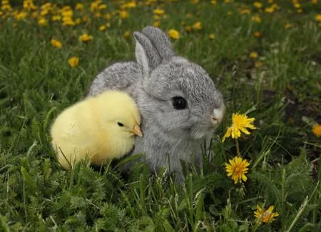 Gray rabbit and yellow chick
