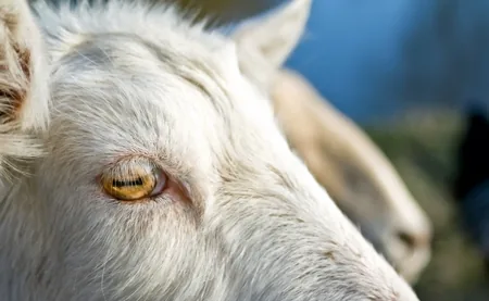 Close-up of a goat's face showing its strange horizontal rectangular pupil