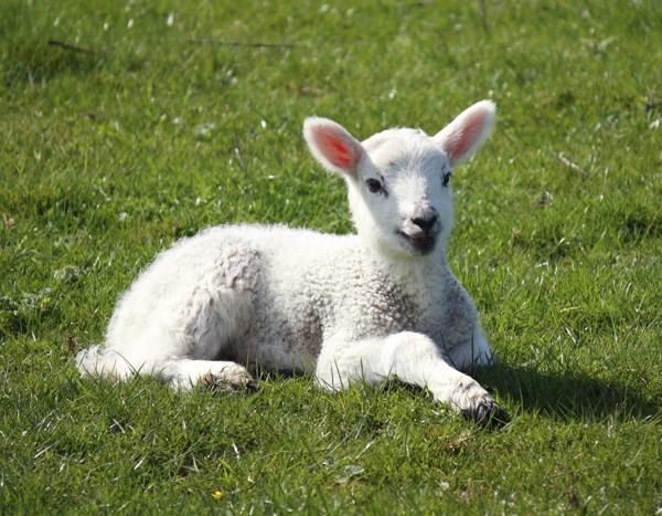 Newborn lamb