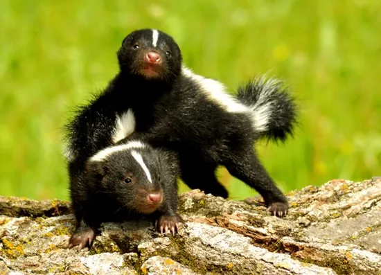 Skunk