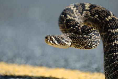 The Eastern Diamondback Rattlesnake