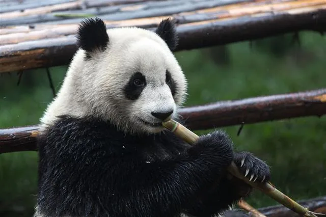 Giant panda bear eating bamboo in dense forest