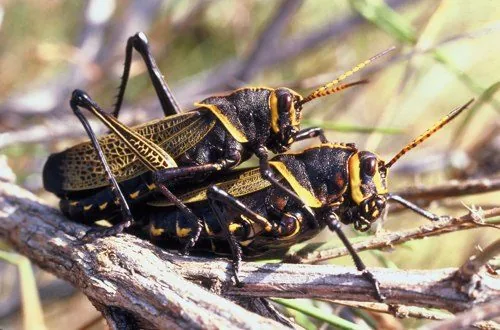 Two horse lubber grasshoppers