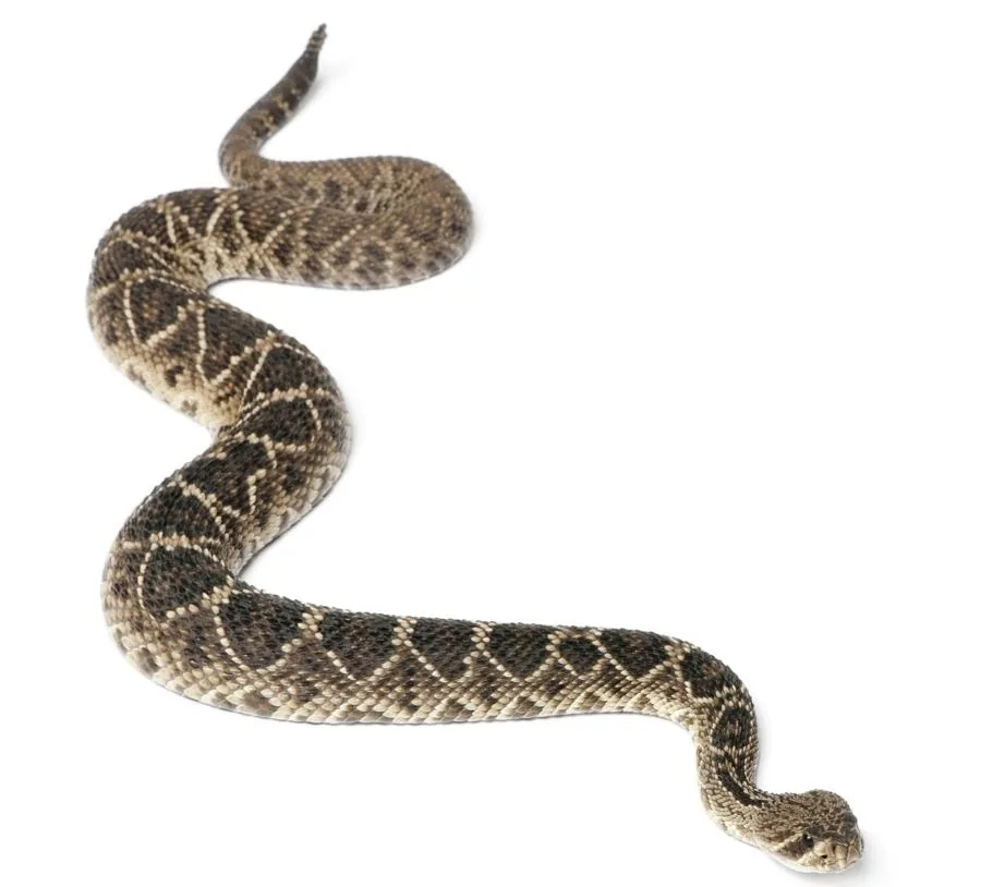 Eastern Diamondback Rattlesnake showing distinctive diamond-shaped markings