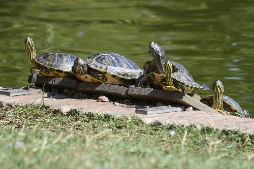 Three painted turtles basking on a log in the sun
