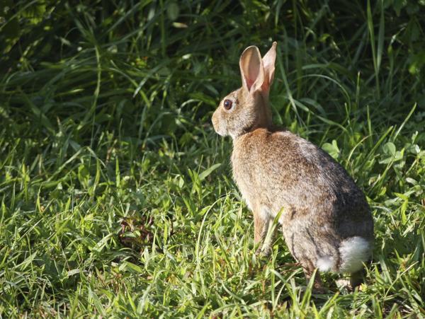 Eastern cottontail rabbit crouching in forest undergrowth