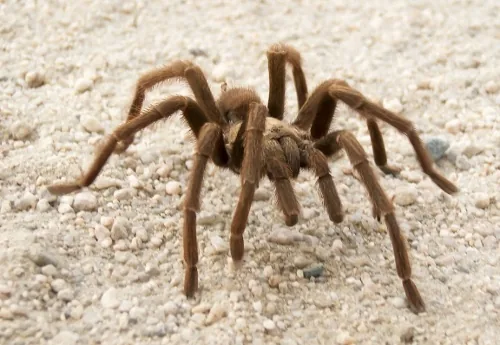 Desert tarantula in the Gobi Desert