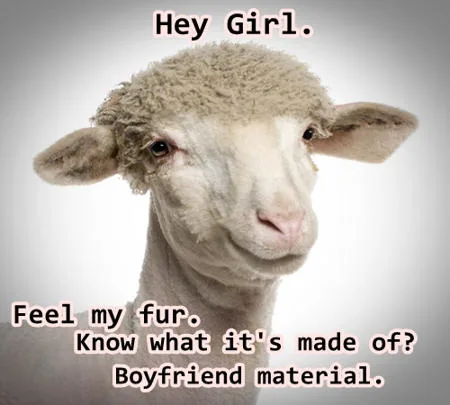 Boyfriend material lamb