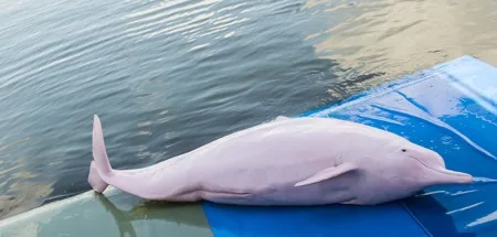 A pink river dolphin in the Amazon, these animals are deliberately hunted for use as fish bait