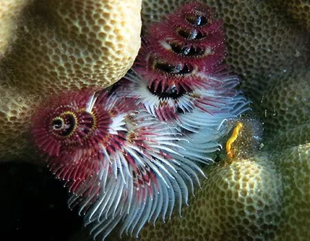 Christmas tree worm on tropical coral reef, spiral plumes resembling a Christmas tree