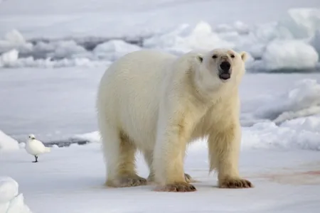 A polar bear standing in the snow, its thick white fur gleaming