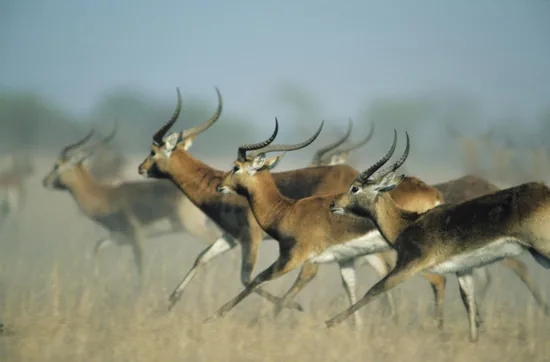 A herd of antelope on the African grassland