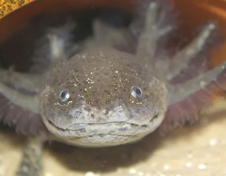 Axolotl, the Mexican walking fish that never grows up