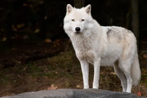 Arctic wolf standing alert on snow