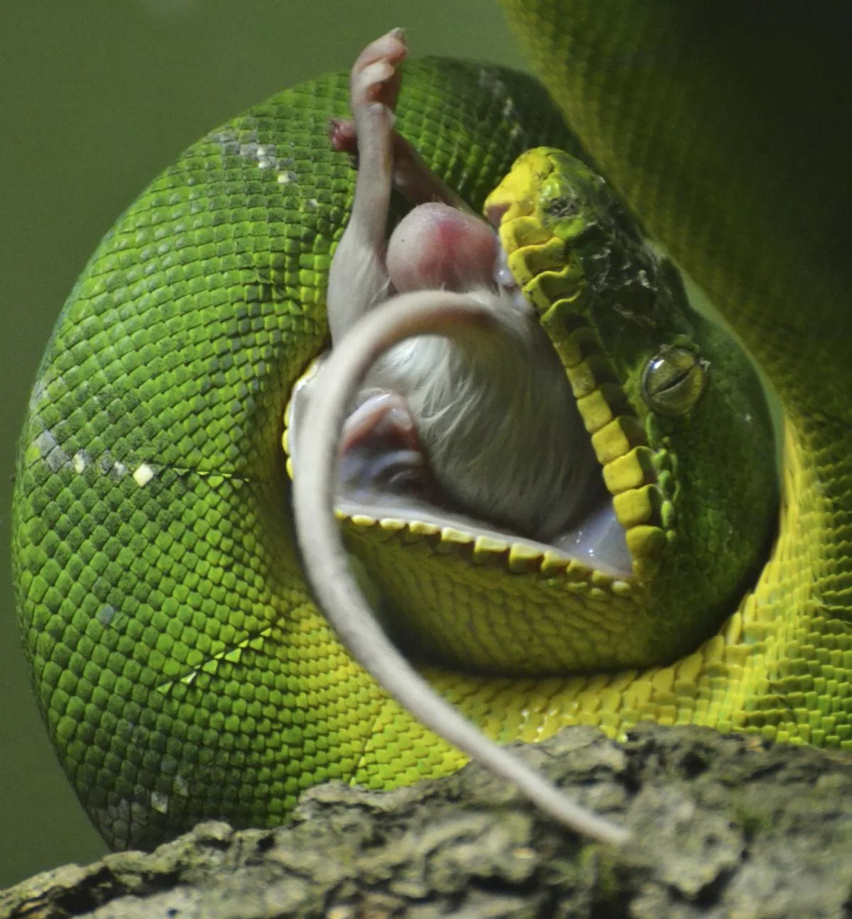 A green tree python wrapping around and beginning to consume prey