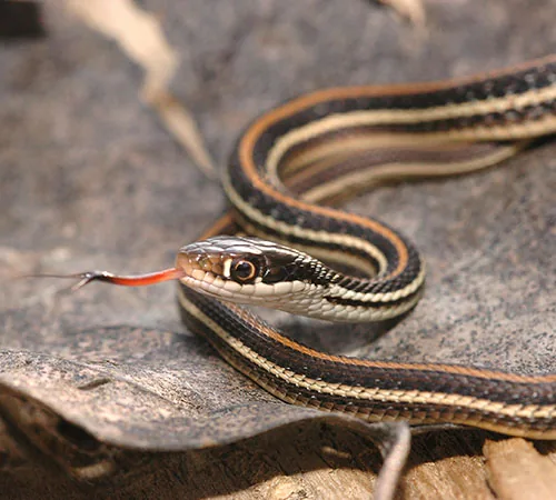 Western ribbon snake coiled on rocks near water