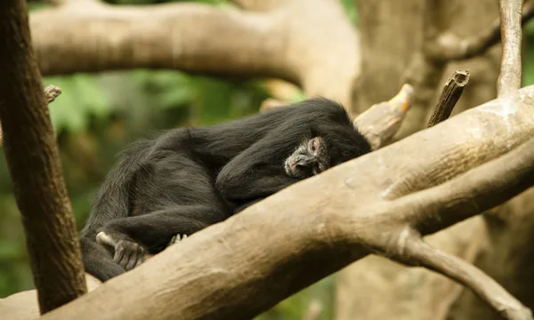 Spider monkey resting in the fork of a rainforest tree