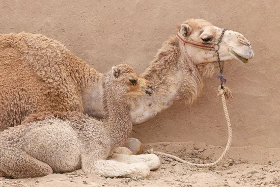 Dromedary Camel mother and young