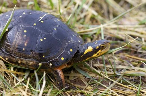 Spotted turtle on grass