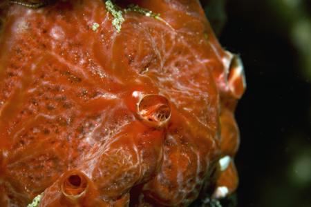 Polyp sponge
