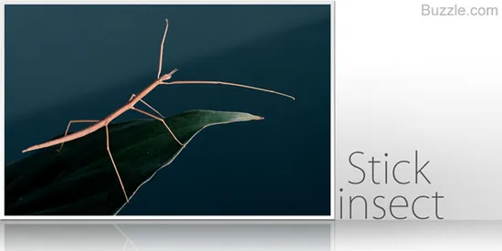 Stick insect on a branch, blending in with the bark