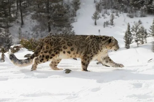 Snow leopard standing on rocky mountain ridge