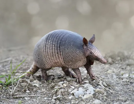 Armadillo