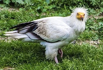 Egyptian vulture, also called Pharaoh's Chicken