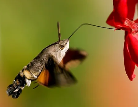 Hummingbird hawk-moth hovering at a flower, wings blurred just like a real hummingbird