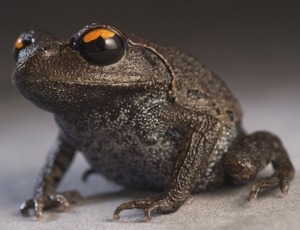 Smith's litter frog - Leptobrachium smithi