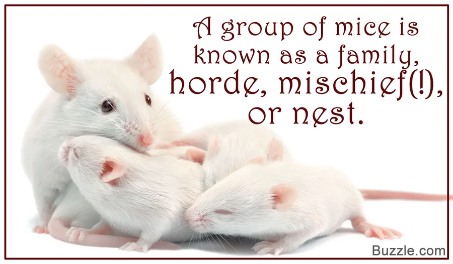 A group of house mice huddled together