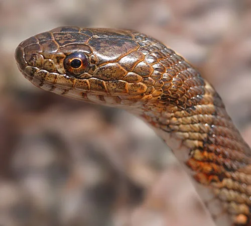 Northern water snake close-up near water