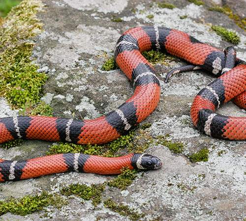 Eastern milk snake resting on a rock