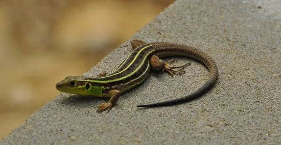 Lizard