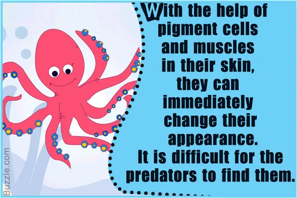 Portrait of an octopus underwater
