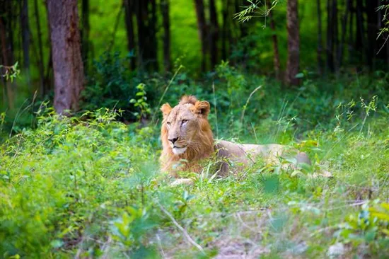 Asiatic lion (Panthera leo persica) resting in the Gir Forest