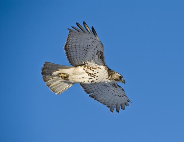 Red-tailed hawk perched on a deciduous tree branch