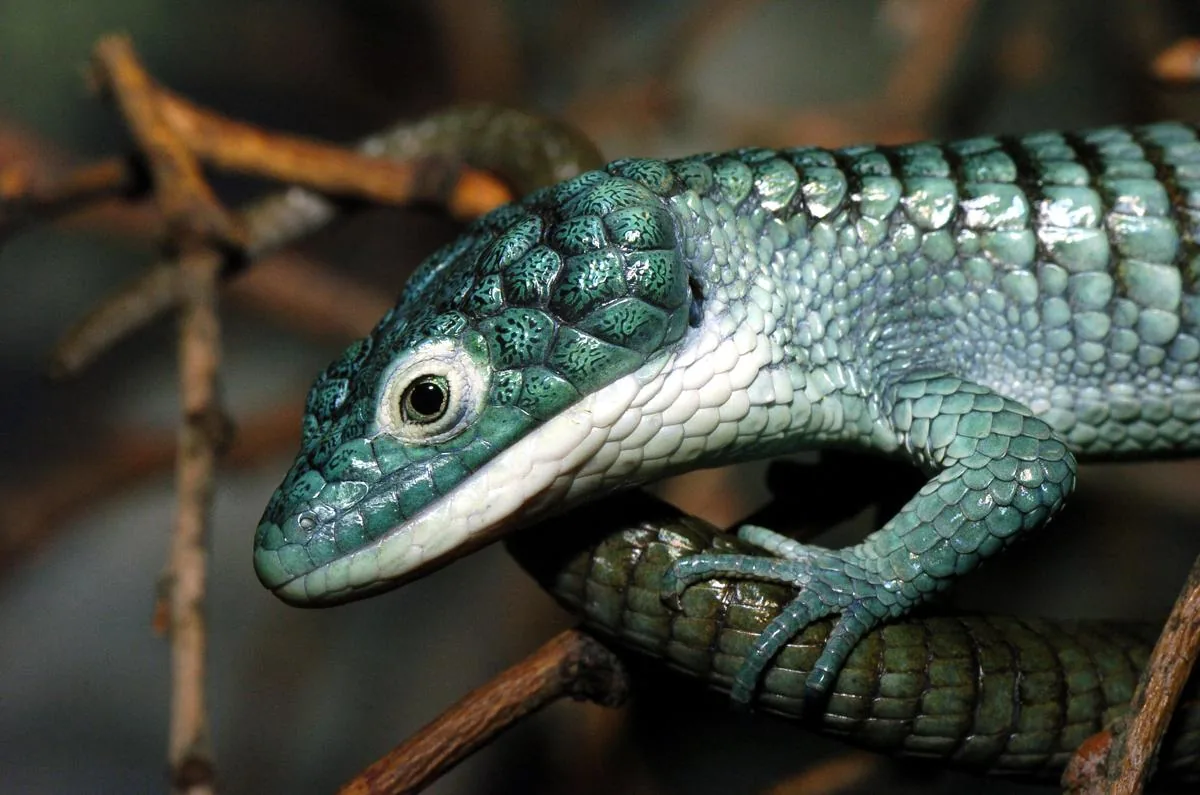 Arboreal Alligator Lizard on a branch