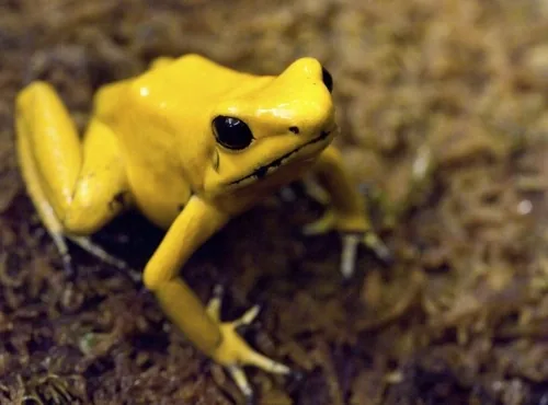 Golden poison frog - Phyllobates terribilis