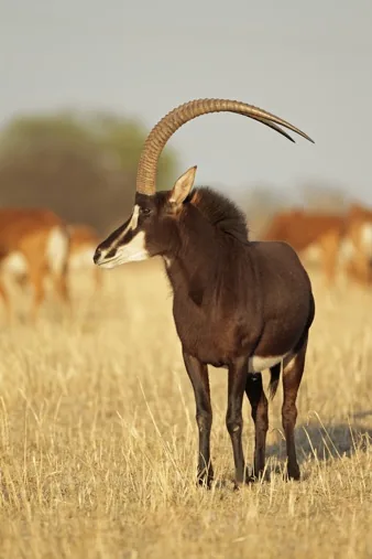 Sable antelope in open country