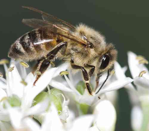 Western honey bee gathering nectar from a flower